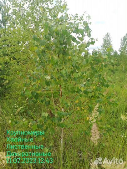 Берёза Обыкновенная 2м