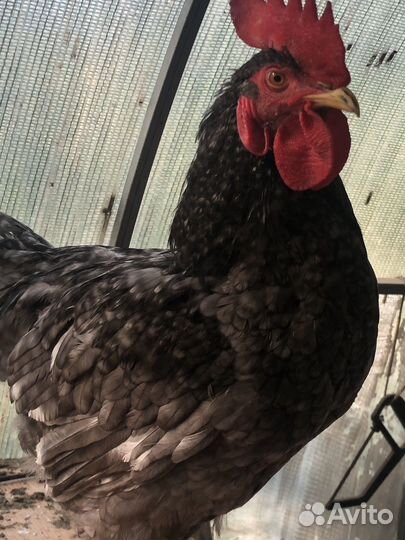 Петухи доминант