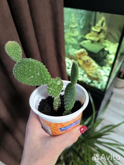 Кактус опунция