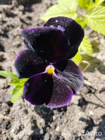 Анютины глазки рассада