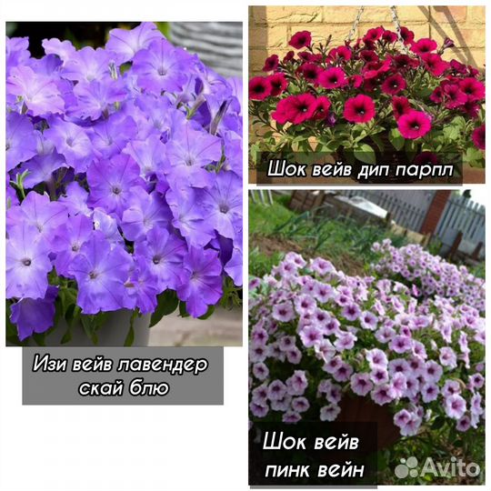 Саженцы петуний из семян