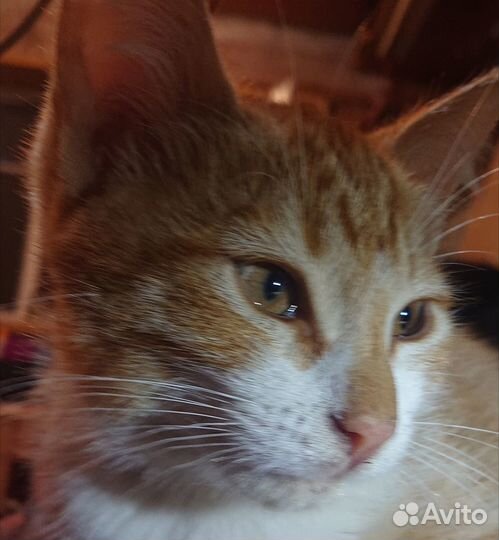 Котёнок
