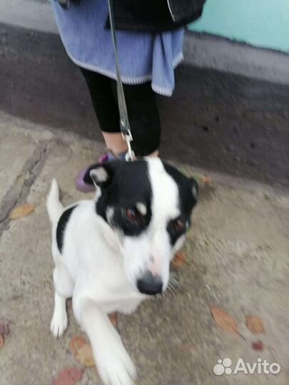 Собака в добрые руки отдам бесплатно