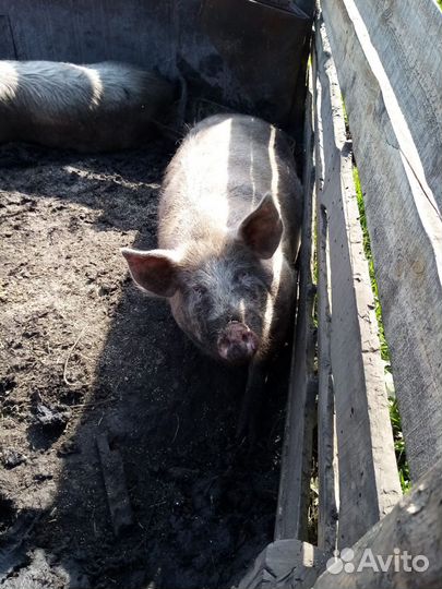Супоросная свиноматка