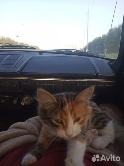 Трёхцветная кошка