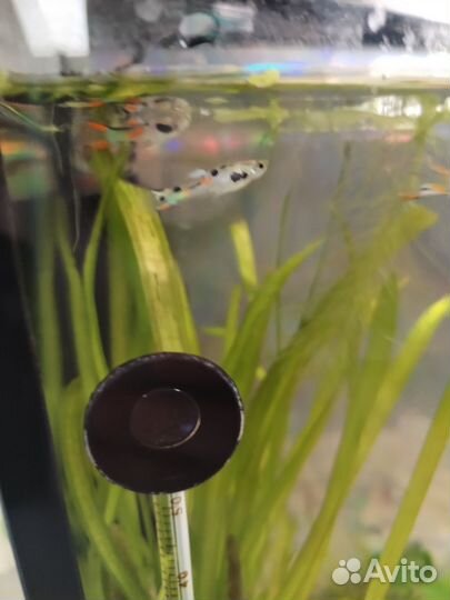 Рыба гуппи самочки