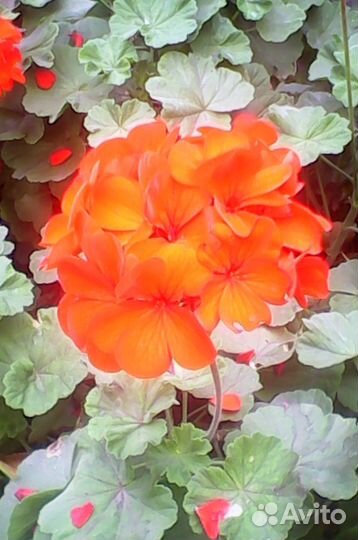 Герань кроваво красная