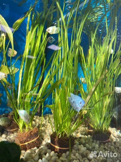 Обслуживание аквариумов