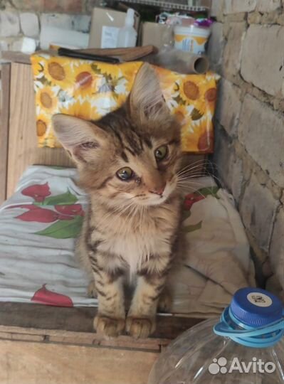 Котик в добрые руки