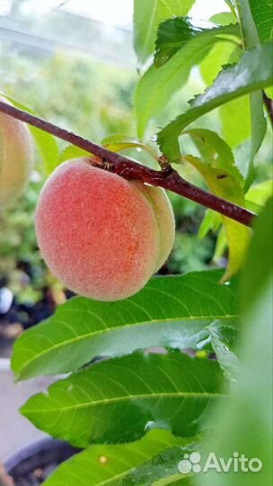Персик Саратовский-33