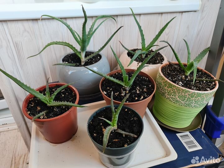 Алоэ лечебный