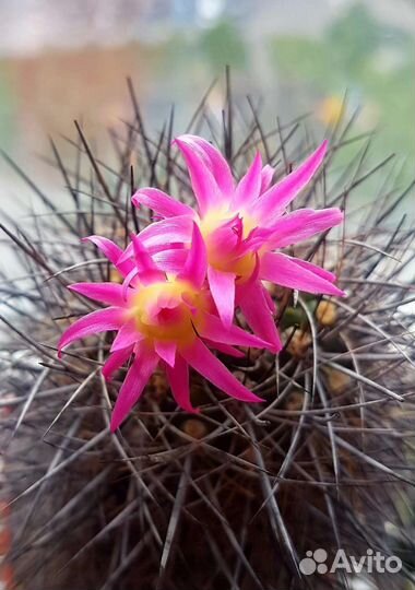 Кактусы редкие коллекционные