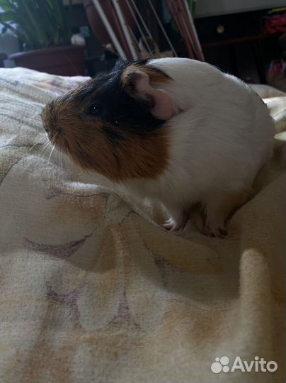 Морская свинка мальчик и девочка