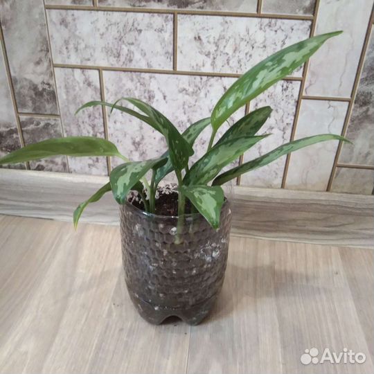 Аглаонема трейби