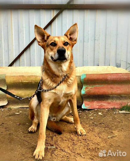 Янтарь преданный друг ждёт тебя