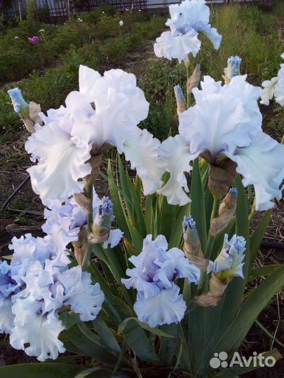 Ирис почтой. Сильверадо, Суприм Султан