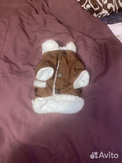 Одежда для маленьких собак