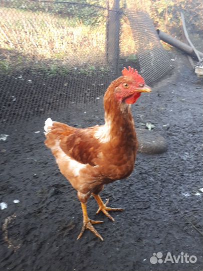 Петушки молодые