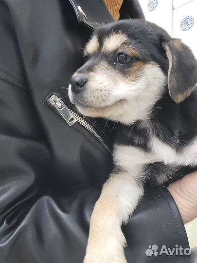 Собака в добрые руки отдам бесплатно