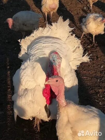 Индюки семья