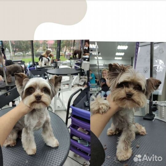 Грумер. Стрижка собак