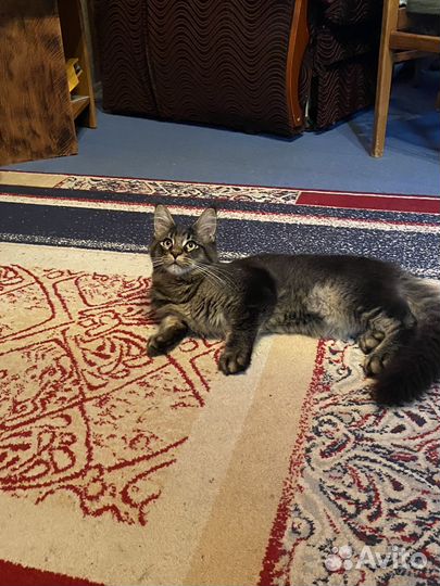 Котенок мейн-кун
