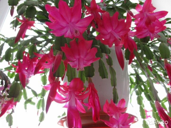 Набор укорененных шлюмбергер