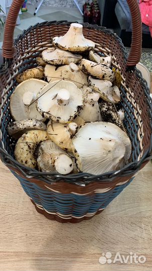 Грибы грузди свежие