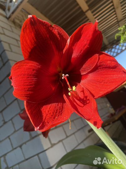 Гиппеаструм