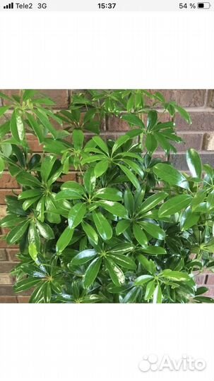 Комнатные цветы шефлера