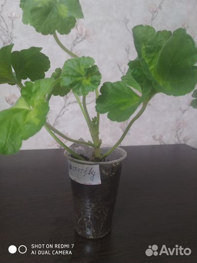 Герань пеларгония