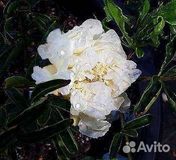 Декоративный гранат с белыми цветами