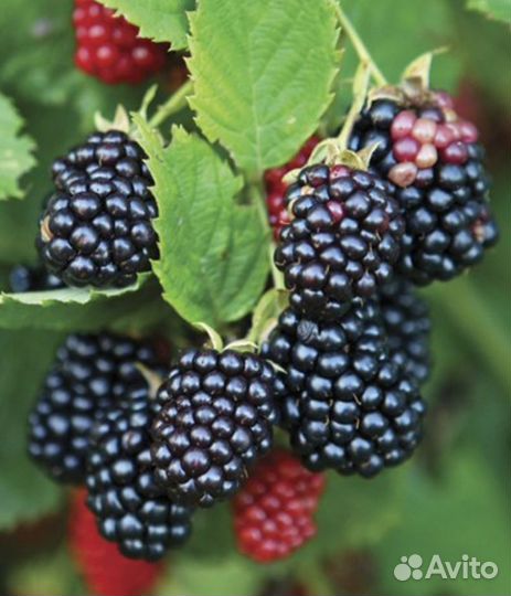 Ежевика Честер