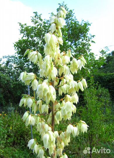 Юкка нитчатая