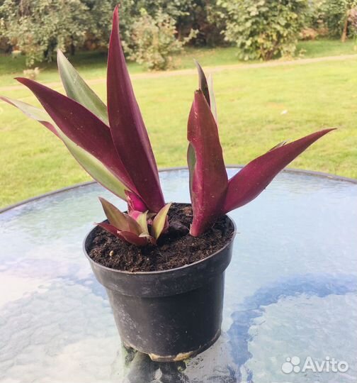 Традесканция рэо комнатный цветок