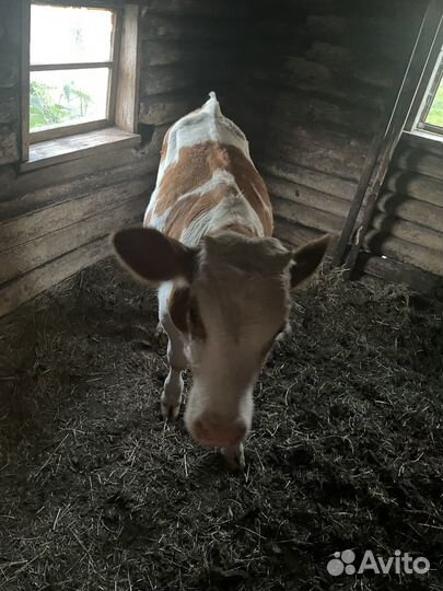 Бычки телята