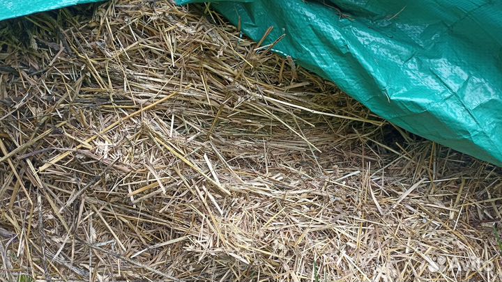 Продам сено в рулонах