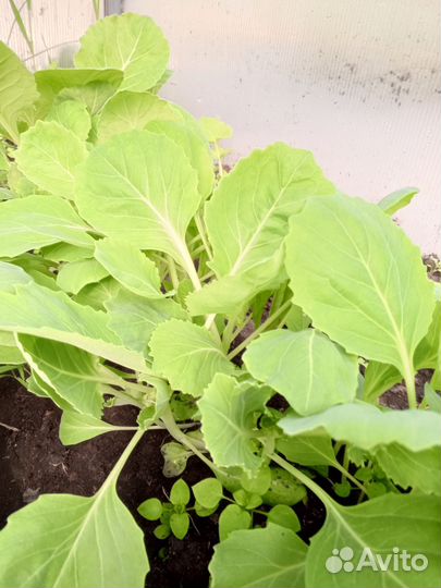 Рассада капусты