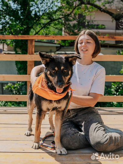 Собака в добрые руки