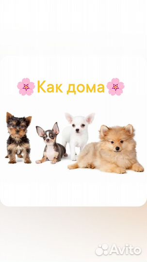 Передержка собак