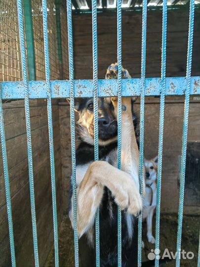 Молодой собачке очень нужна семья