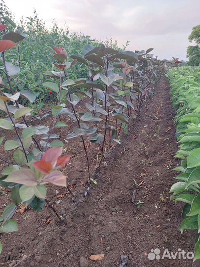 Яблоня недзвецкого и роялти