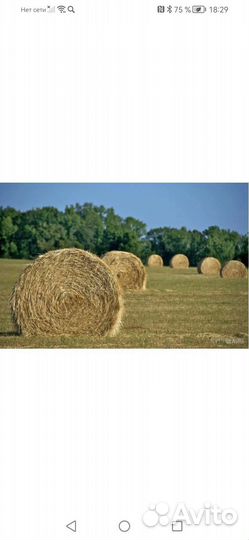 Сено в тюках