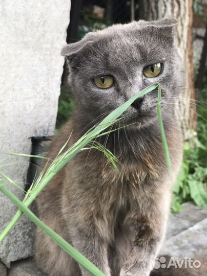 Кот и кошки в добрые руки