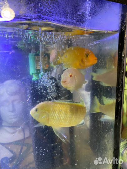 Аквариумные рыбки цихлиды в добрые руки