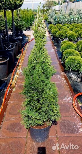 Туя Смарагд 110-130см.Контейнерная