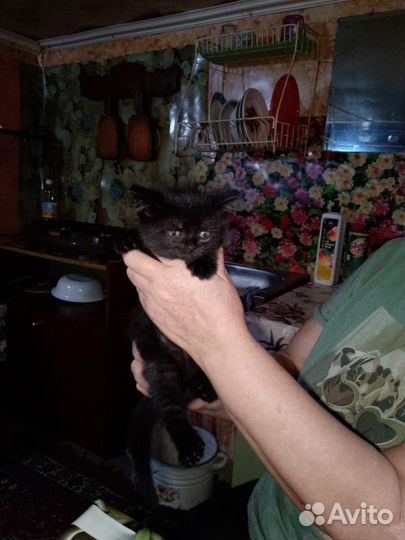 Отдам котят в добрые руки