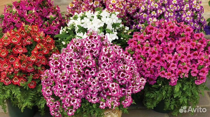 Схизантус. Редкое садовое растение. Семена