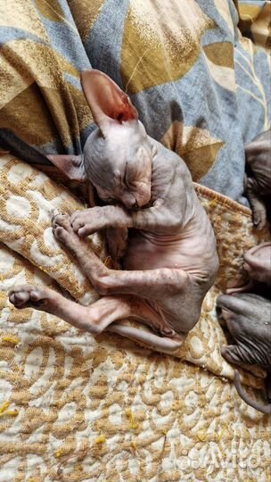 Донской сфинкс котята