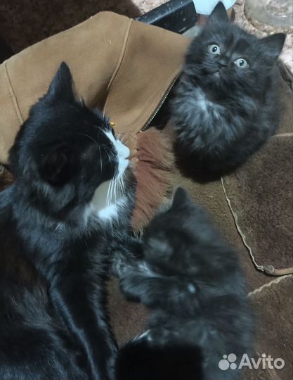 Котята отдам бесплатно